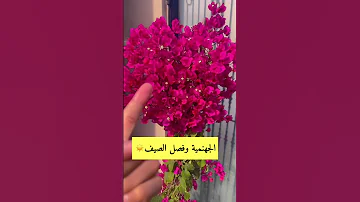 الجهنميه وفصل الصيف السعودية الرياض 