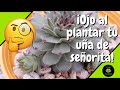 👀Para que no te pase lo que a mí😅 con tu SEMPERVIVUM CALCAREUM.🌺