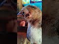 #chicken