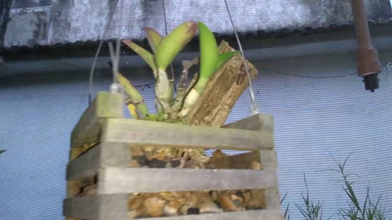 Fases do desenvolvimento da Cattleya walkeriana e nobilior