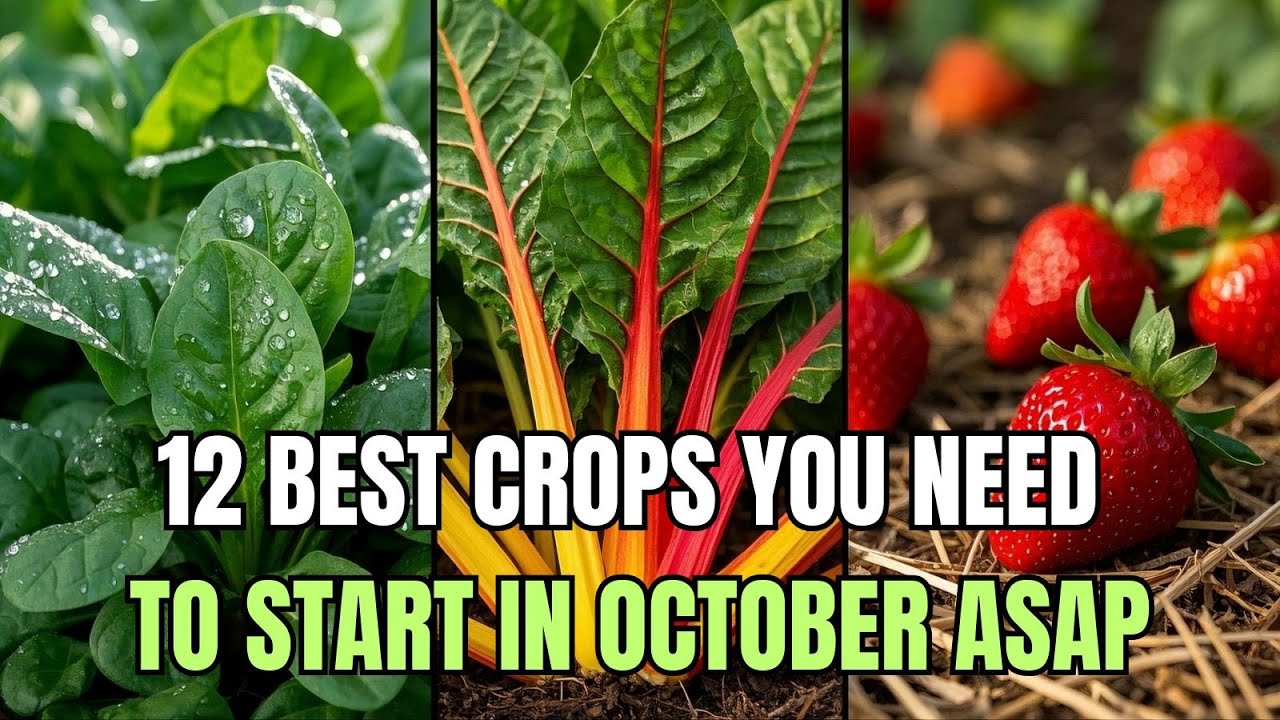 🌿 12 Best Crops You NEED To Start In October ASAP | Easy Gardening Tips ...