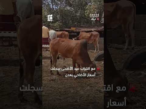 ارتفاع أسعار الأضاحي... يحاصر فرحة العيد