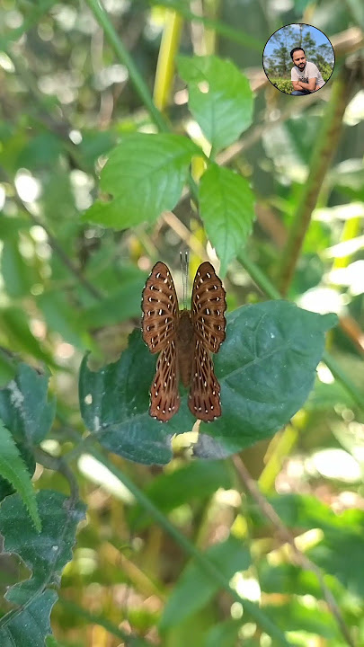 #PunchinelloButterfly #Butterfly #ButterflyVideo #ButterflyLover #NatureReel #ZemerosFlegyas