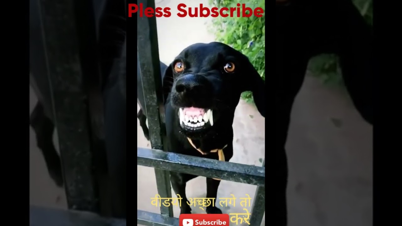 #dogprankvideo