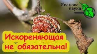 видео: ТОП-7 ВОПРОСОВ ОБ ИСКОРЕНЯЮЩЕЙ ОБРАБОТКЕ ОСЕНЬЮ. Всё, что надо знать об искоренении болезней в саду. картинка: ТОП-7 ВОПРОСОВ ОБ ИСКОРЕНЯЮЩЕЙ ОБРАБОТКЕ ОСЕНЬЮ. Всё, что надо знать об искоренении болезней в саду.