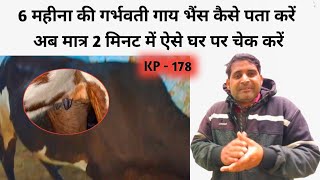 How to check 6 months pregnant cow buffalo | How to check 6 months pregnant cow buffalo | KP -178 screenshot 2