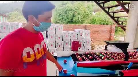 VMT APPLE GRADING MACHINE | CUSTOMER REVIEW | 9896091276 |