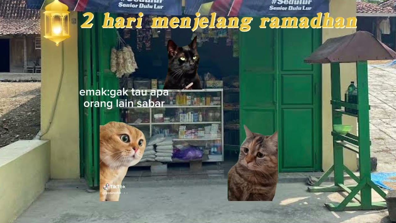 2hari menjelang ramadhan nonstop review#cat#meme#ramadhan#kucing