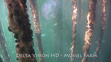 The SplashCam Delta VIsion HD underwater video camera made by Ocean Systems