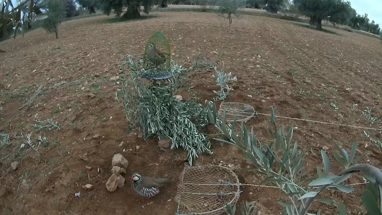 Perdiz con reclamo vida( un macho sabio)