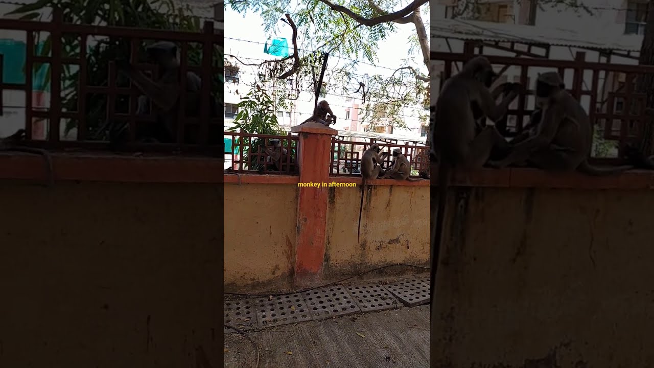 sleeping monkey in afternoon