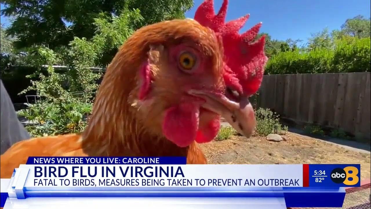 Avian influenza case hints at early bird flu season in Central Virginia