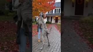 This Dogs Hug Made My Day