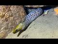 🐟️Diving under the sea to catch eels, crabs and sea cucumbers | Part 263-1
