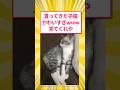 貰ってきた子猫かわいすぎwww見てくれやwww #猫