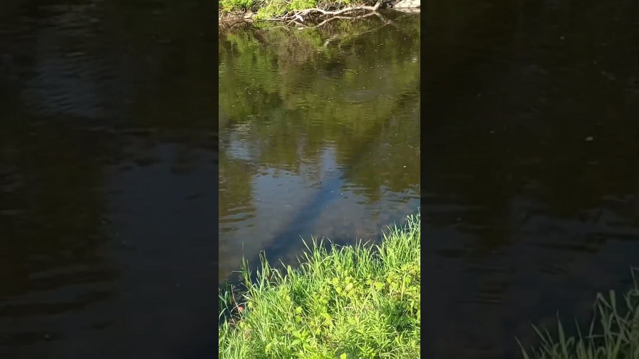 How to Catch Bedding Bass