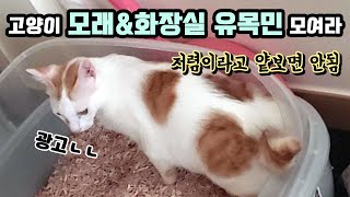 고양이모래, 고양이화장실 갓성비 최고!