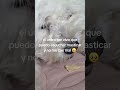 Mi mama ama todo de mi y yo amo las papitas 💕😊🥰 #dog #funnydogs #osito #doglife #puppy  #petlover