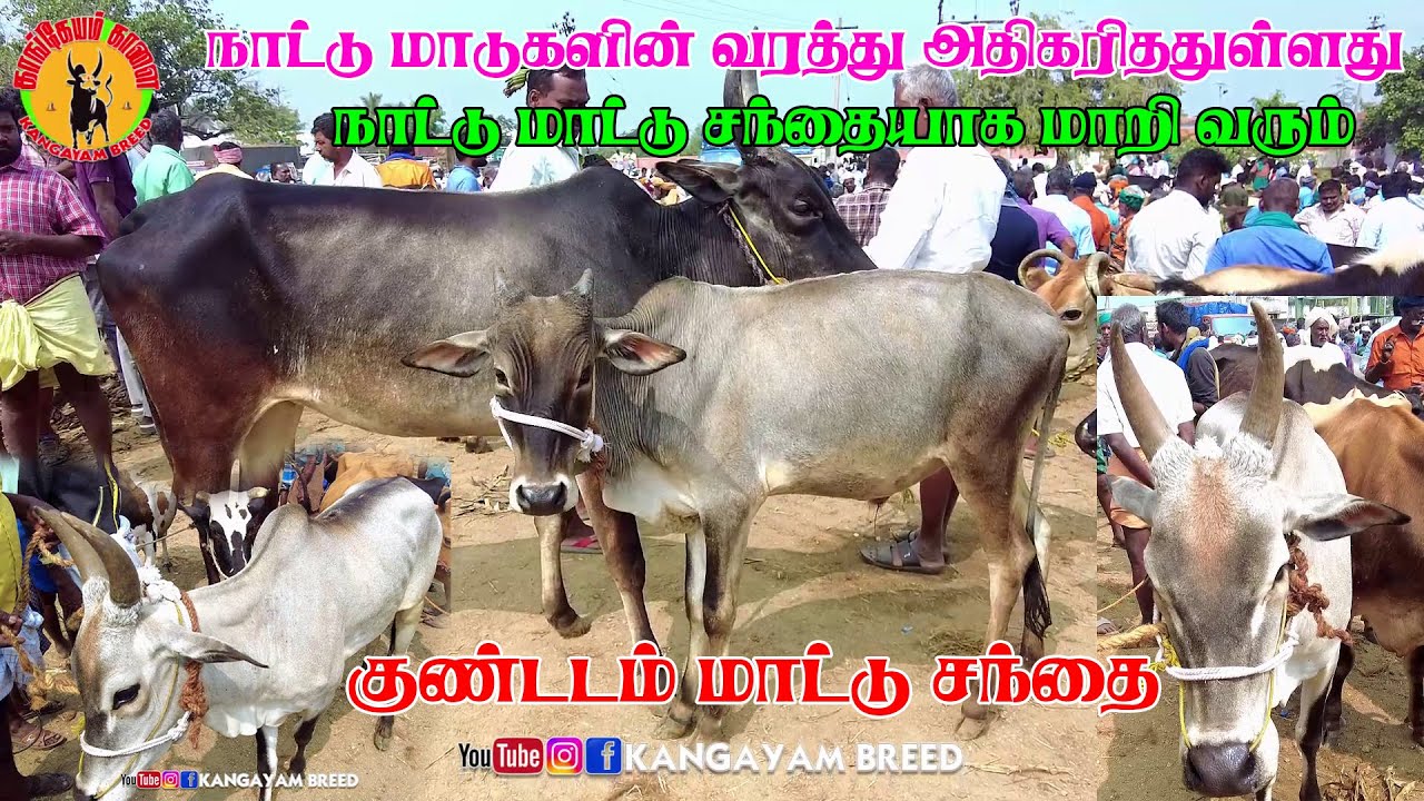 NATTU MATTU SANTHAYAKA MARI VARUM KUNDADAM MATTU SANTHAI|  NATTU MADUKALIN VARATHU 