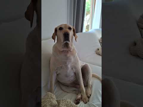 42kg 성격좋은 리트리버 김여사님 앉은모습이  ~~