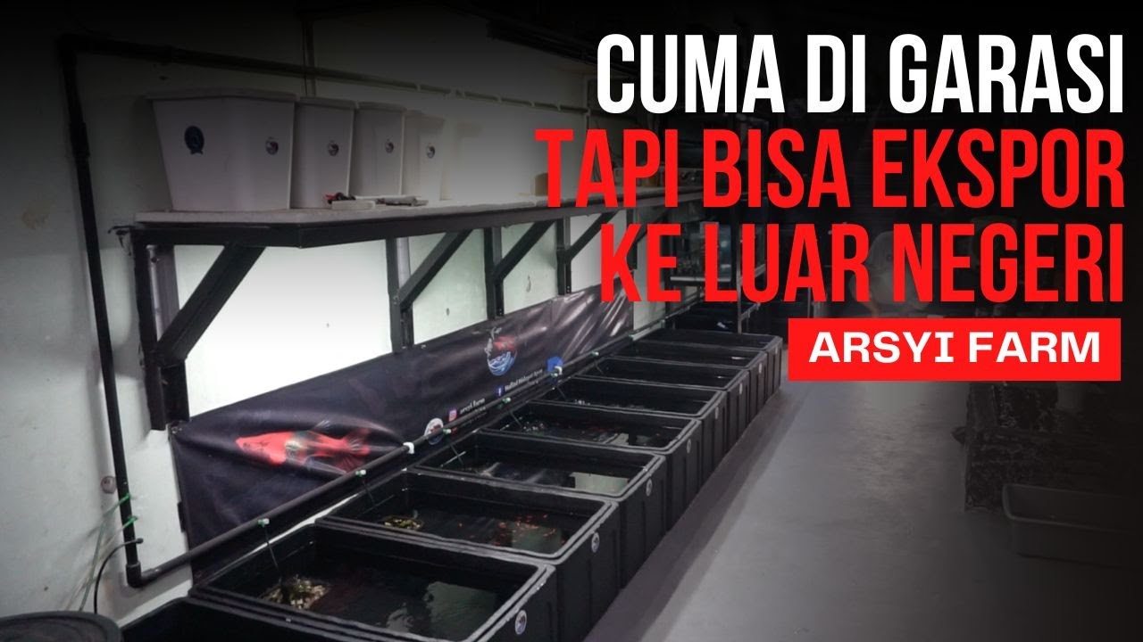 VLOG: GREBEK FARM BUDIDAYA IKAN GUPPY KUALITAS EKSPOR | ARSYI FARM