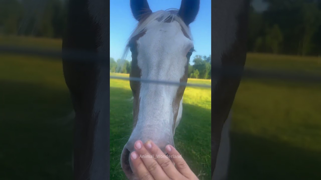 Smart horse😂😂😂