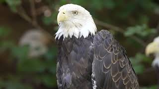 It's National Bald Eagle Day! It's National Bald Eagle Day!