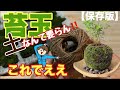 【保存版】超簡単‼️誰でも作れる苔玉の作り方😆全て天然素材で、しかも電気代0円の空気清浄機能付き♪ #家庭菜園 #苔玉 #苔の管理 #土を使わない #Kokedama #MossBall