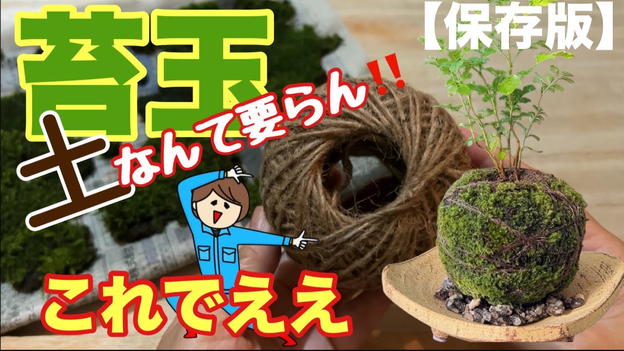 【保存版】超簡単‼️誰でも作れる苔玉の作り方😆全て天然素材で、しかも電気代0円の空気清浄機能付き♪ #家庭菜園 #苔玉 #苔の管理 #土を使わない #Kokedama #MossBall