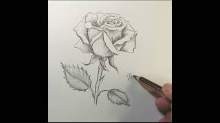 Cómo dibujar una rosa fácil de hacer