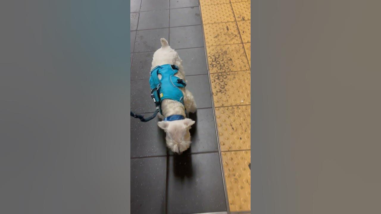 Rato de quase um metro aparece em loja de Nova York - ClickPB