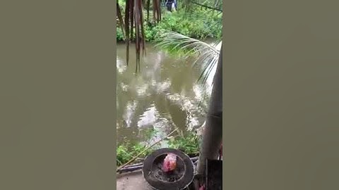 NPYB_Vlog: Câu cá điêu hồng bá phát