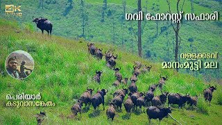 Gavi Forest | Vallakadavu Jungle Camp | Manammutti Trekking | Periyar Tiger Reserve