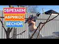 КАК ОБРЕЗАТЬ АБРИКОС ВЕСНОЙ: ПОКАЗЫВАЮ И РАССКАЗЫВАЮ ПРОСТЫМ И ПОНЯТНЫМ ЯЗЫКОМ!