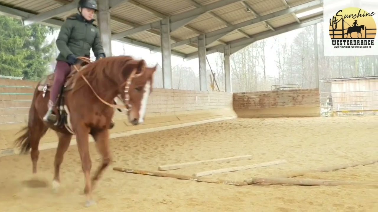 Solid Paintstute ☆ Skips Sugar Anni ☆ 7 Jahre