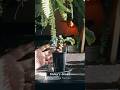 荒野に刻む螺旋の意志。オトンナ・ヘレー|今日の一鉢#shorts