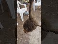 pegando sapo com a mão