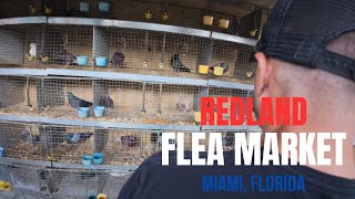 Thief Pigeons at Redland Flea Market (Miami) – Rare Breeds
