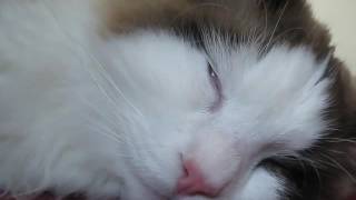 Cat sleep time OMG by Catcafe 2 views 7 years ago 46 seconds