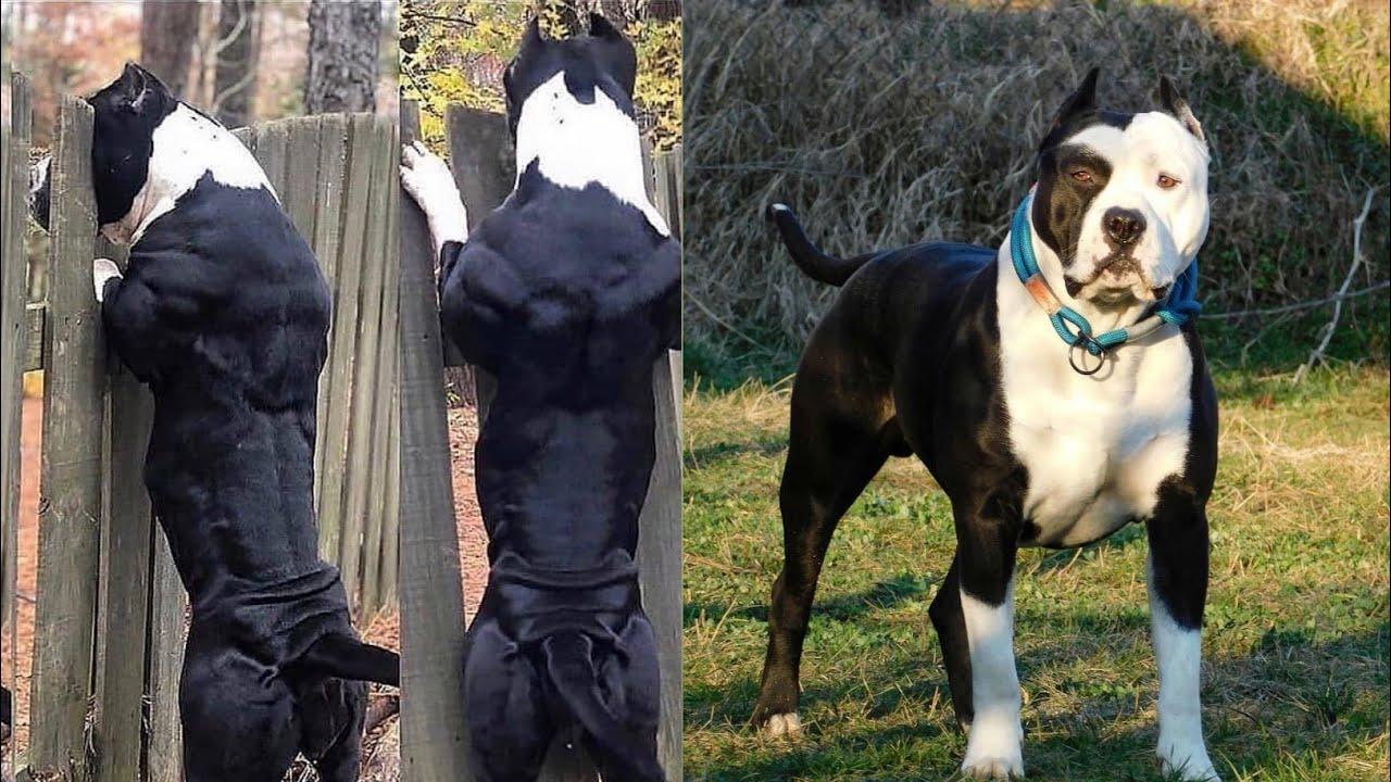 Swingeing pitbull | smart and powerfull pitbull | best compilation video  