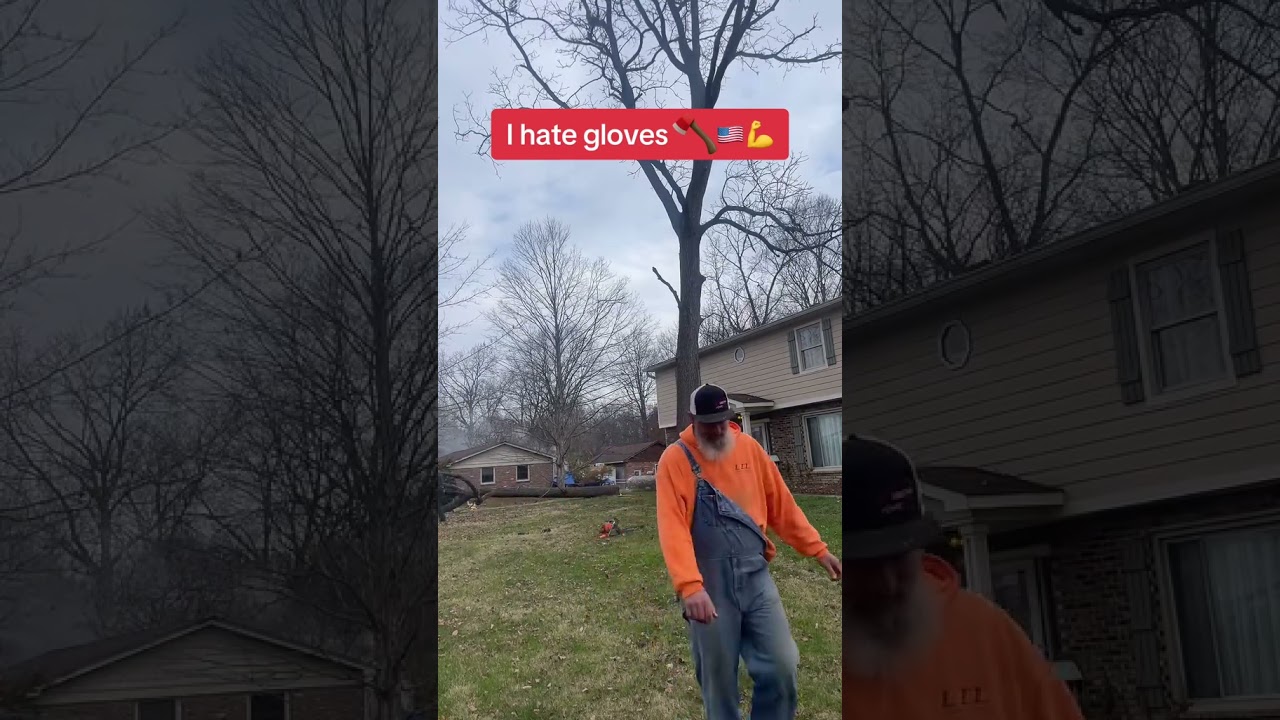 2 ореховых дерева, выкорчеванные без использования автовышки 