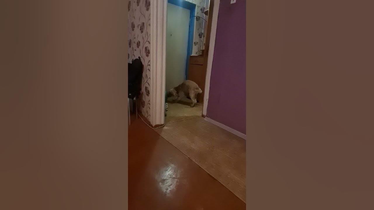 шарик, я как и ты был на цепи - YouTube