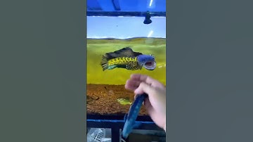 Còn ai chơi nữ hoàng không #shorts #caloccanh #chana #chanafish