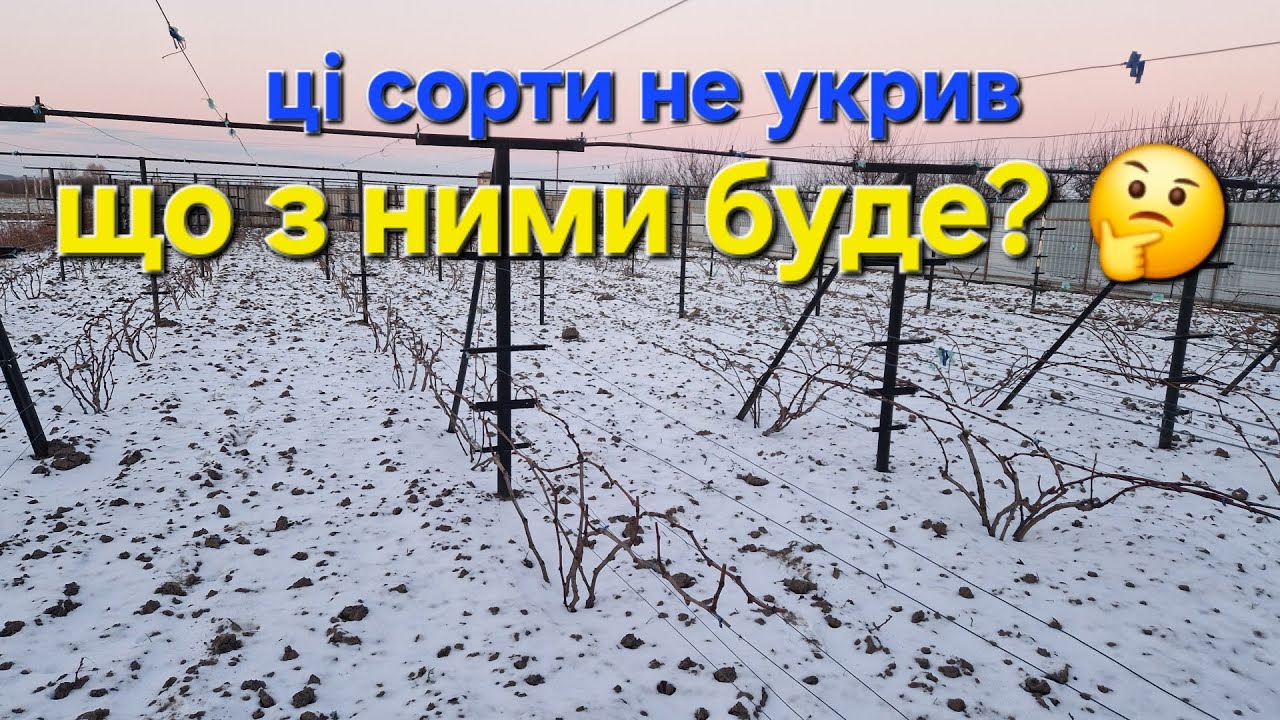 Не укритий виноград