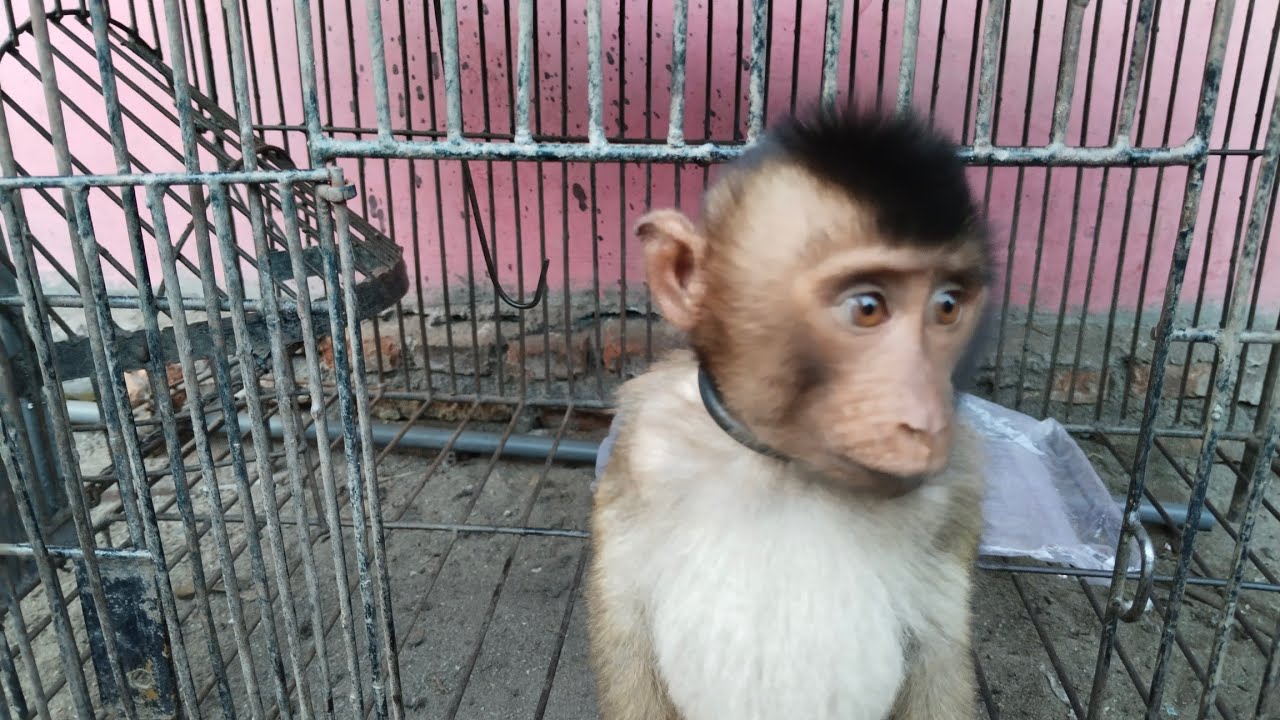 Cara beruk si momo nakal membuak pintunya sendiri 