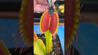 Feeding my pet Venus Flytrap #plants #insects #carnivorousplant #nature #shorts