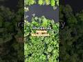 #AmazonJungle #Rahasya #AmazingFacts #JungleSecrets #Wildlife #HorrorNature #Scary#AmazonRainforest