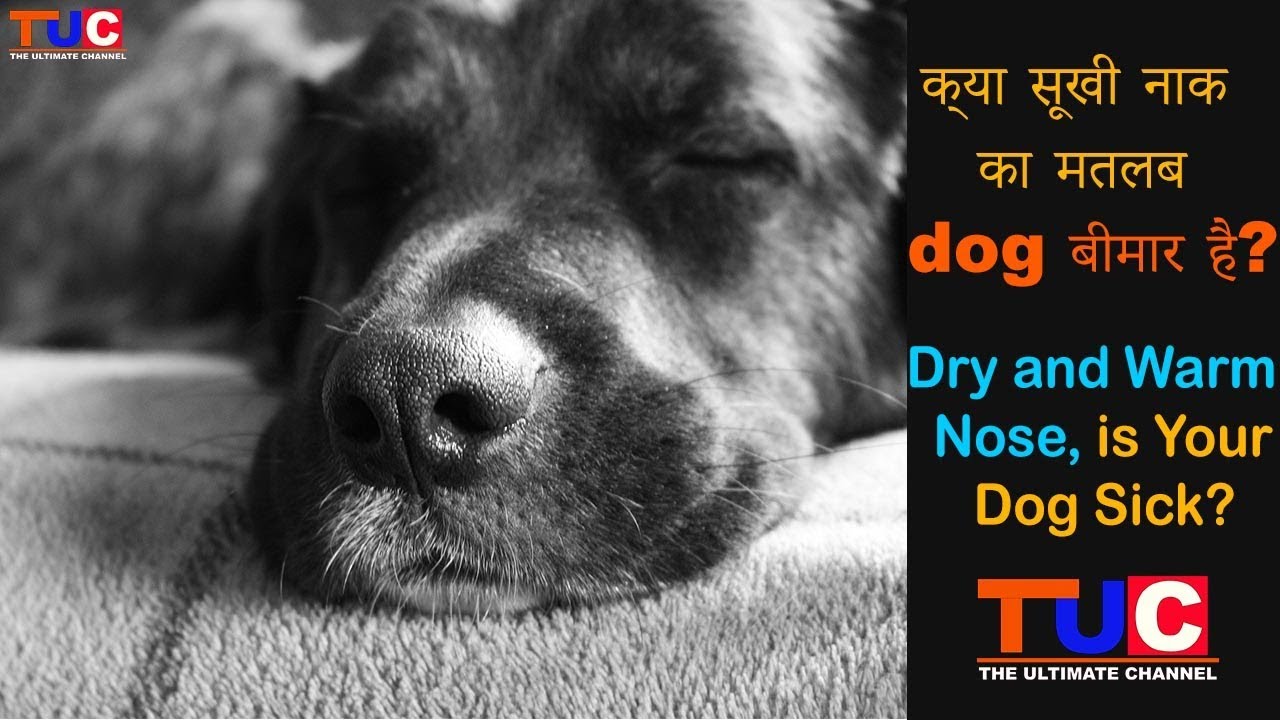 hot dry nose on dog