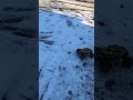 LAEGENDARY SONIC brushless RC Truck first test run #rctruck #