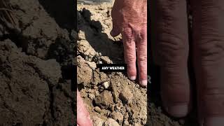Thin & Weed Simultaneously with LaserWeeder | #farming #agriculture #agtech #ai #weeding #shorts